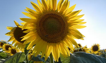 Sonnenblumen richtig anbauen - Was gilt es zu beachten? 