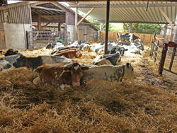 Gruppe frisch melkender Kühe auf Stroh