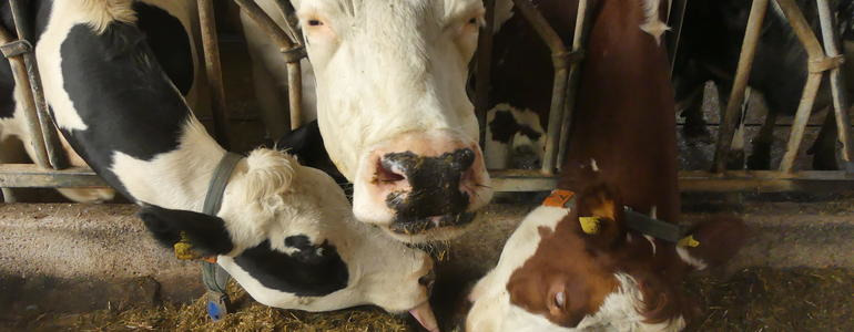 Milchviehfütterung:„Mit Futterrüben sind die Kühe einfach besser drauf!“