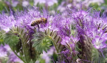 Blühmischungen: Honigproduktion im Bienenstock beobachten 