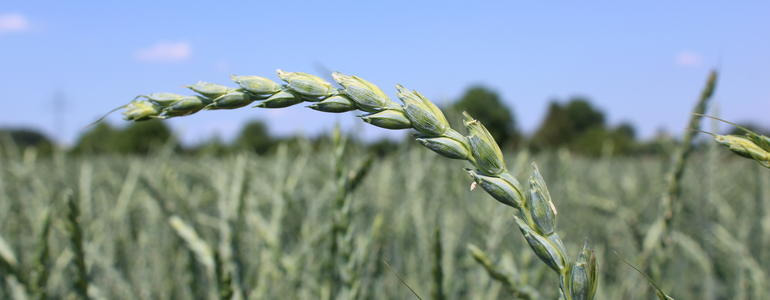 Unverträglichkeit von Weizen und Spelzweizen: Fakten und Mythen