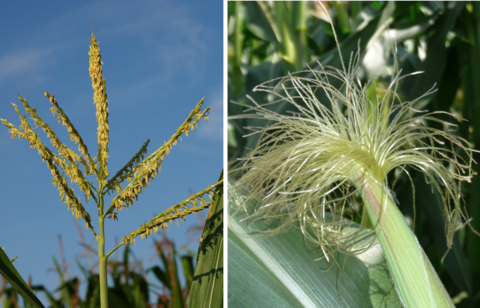 Abb. 2: Rispe und Narbe im Mais