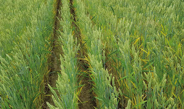 Ökologischer Getreideanbau: „Weite Reihe“ im Getreide – was bringt sie?