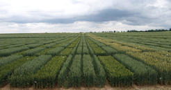 Hybridweizensorten ergänzen die Liniensorten mancherorts bereits mit 10 % der Weizenfläche. Sie sind vitaler, stressstabiler und haben ein leistungsfähigeres Wurzelsystem. Je schwieriger die Vorfrucht- und Bodenverhältnisse, um so höher ist der relative Mehrertrag.Generell lohnen Hybridweizen dort, wo höchste Flächenproduktivität gefragt und sehr dünne Aussaaten erfolgreich sind